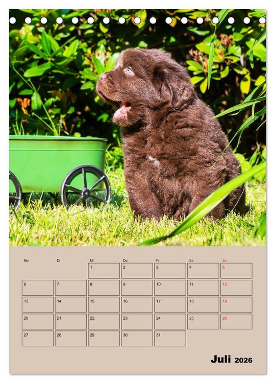 Produktbild: Familienplaner Neufundl&auml;nder Welpen (Tischkalender 2026 DIN A5 hoch), CALVENDO Monatskalender