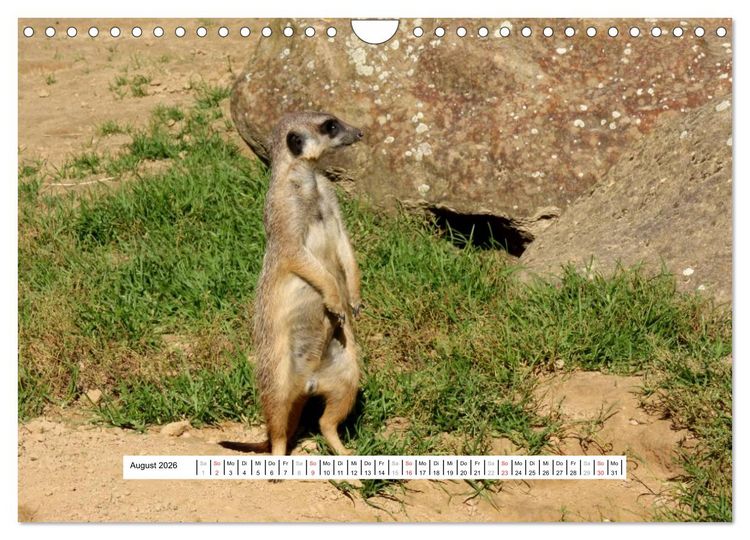 Produktbild: Erdm&auml;nnchen - Die Kobolde im Tierreich (Wandkalender 2026 DIN A4 quer), CALVENDO Monatskalender