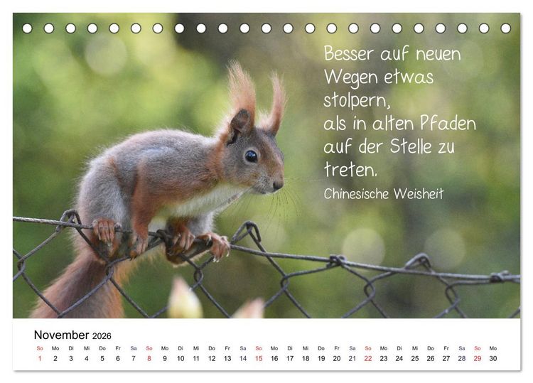 Produktbild: Der literarische Eichh&ouml;rnchen-Kalender (Tischkalender 2026 DIN A5 quer), CALVENDO Monatskalender