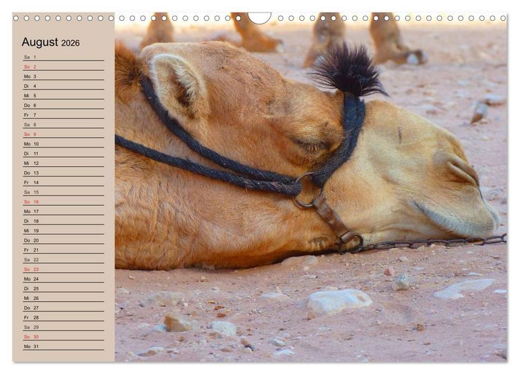 Produktbild: Kamele. Dromedar und Trampeltier (Wandkalender 2026 DIN A3 quer), CALVENDO Monatskalender