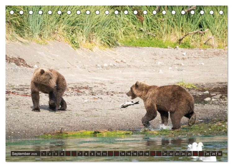 Produktbild: Grizzlyb&auml;ren im Katmai Nationalpark Alaska (Tischkalender 2026 DIN A5 quer), CALVENDO Monatskalender
