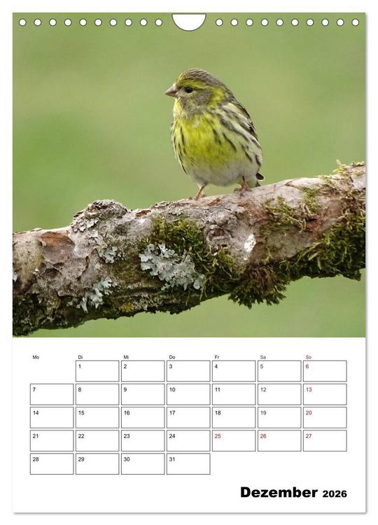 Produktbild: Amsel, Drossel, Fink und Star - beobachtet (Wandkalender 2026 DIN A4 hoch), CALVENDO Monatskalender