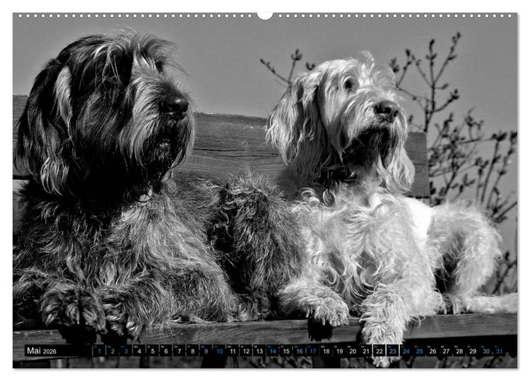 Produktbild: Carissimo Spinone Italiano (hochwertiger Premium Wandkalender 2026 DIN A2 quer), Kunstdruck in Hochglanz