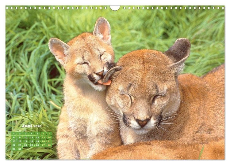 Produktbild: Puma: Auf leisen Pfoten (Wandkalender 2026 DIN A3 quer), CALVENDO Monatskalender