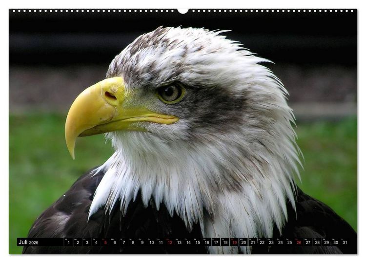 Produktbild: Greifv&ouml;gel (hochwertiger Premium Wandkalender 2026 DIN A2 quer), Kunstdruck in Hochglanz