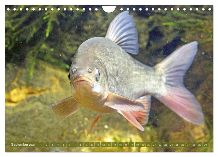 Produktbild: Fische in Teichen und Fl&uuml;ssen (Wandkalender 2026 DIN A4 quer), CALVENDO Monatskalender