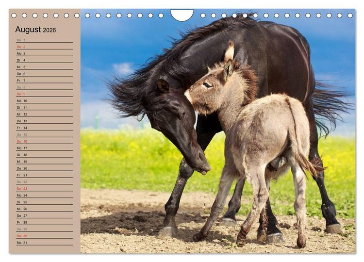 Produktbild: Das Esel-Paradies - Hunde und andere Feunde (Wandkalender 2026 DIN A4 quer), CALVENDO Monatskalender