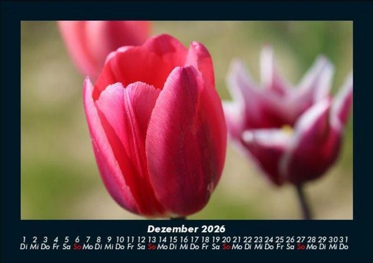 Produktbild: Blumenzauber 2026 Fotokalender DIN A5