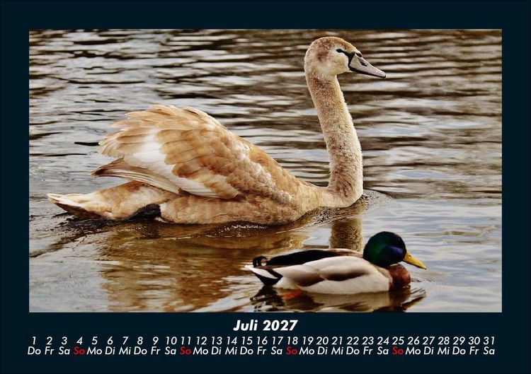 Produktbild: Enten 2027 Fotokalender DIN A5