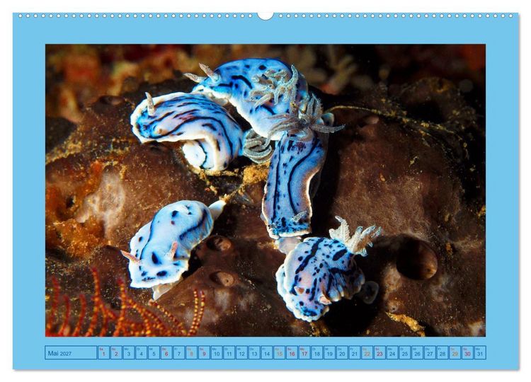Produktbild: Meeres-Schnecken (hochwertiger Premium Wandkalender 2027 DIN A2 quer), Kunstdruck in Hochglanz
