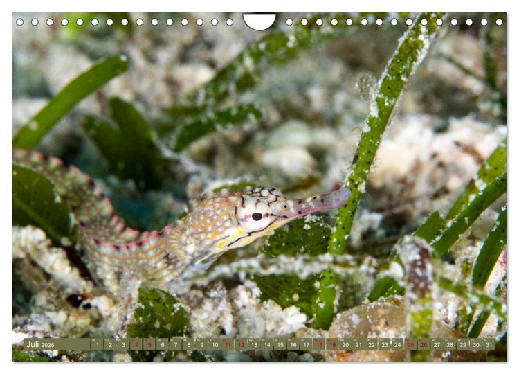 Produktbild: Tauchen, Fische und Meer (Wandkalender 2026 DIN A4 quer), CALVENDO Monatskalender