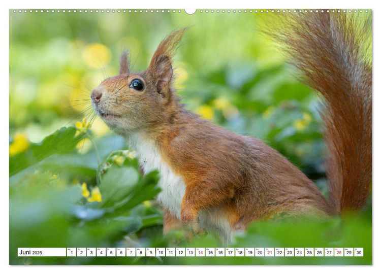 Produktbild: Eichh&ouml;rnchen im K&ouml;niglichen Garten (Wandkalender 2026 DIN A2 quer), CALVENDO Monatskalender