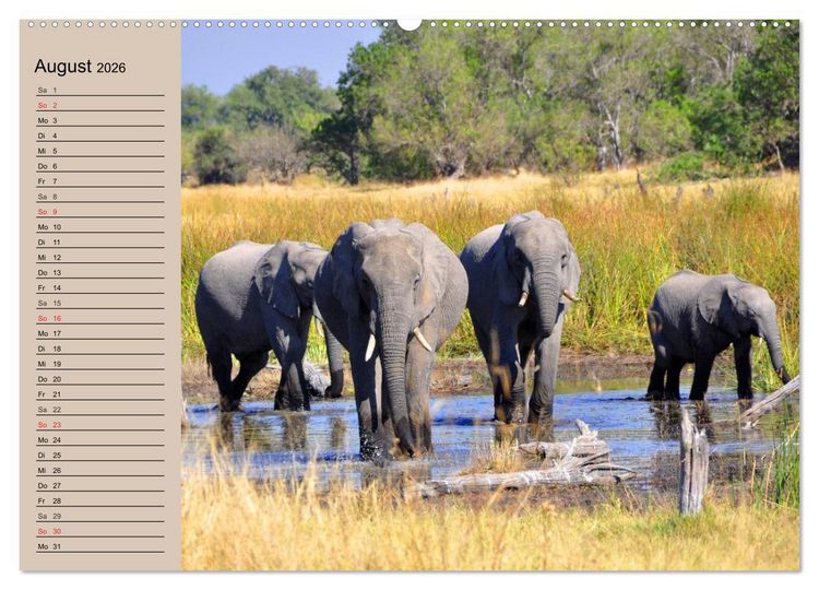 Produktbild: Elefanten in freier Wildbahn (Wandkalender 2026 DIN A2 quer), CALVENDO Monatskalender