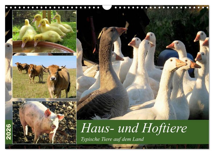 Produktbild: Haus- und Hoftiere (Wandkalender 2026 DIN A3 quer), CALVENDO Monatskalender