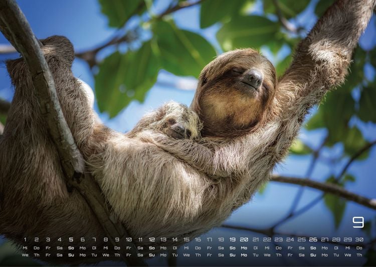 Produktbild: Faultiere &ndash; Chill mal! - 2027 - Kalender DIN A3