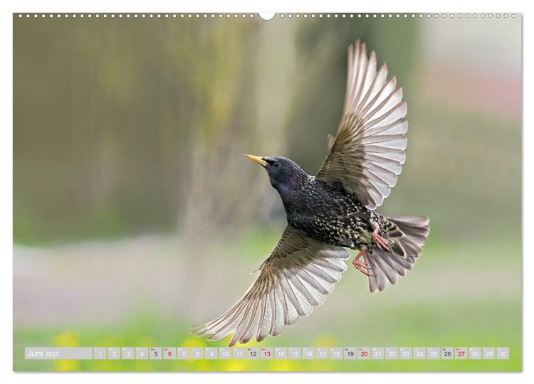 Produktbild: Flugk&uuml;nstler in luftiger H&ouml;he - Heimische Singv&ouml;gel im Flug (Wandkalender 2027 DIN A2 quer), CALVENDO Monatskalender