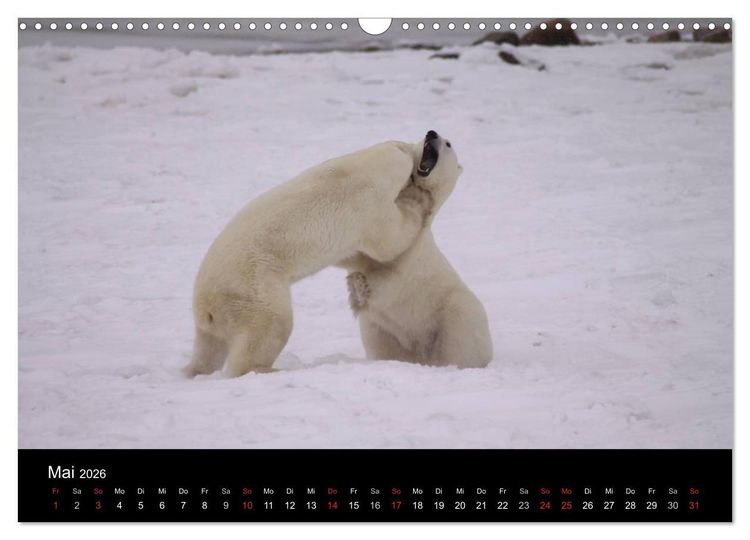 Produktbild: Arktische Tr&auml;ume - Eisb&auml;ren in Kanada (Wandkalender 2026 DIN A3 quer), CALVENDO Monatskalender