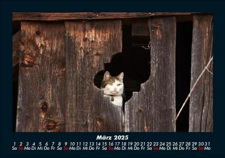 Produktbild: F&uuml;r Katzenfreunde 2025 Fotokalender DIN A5