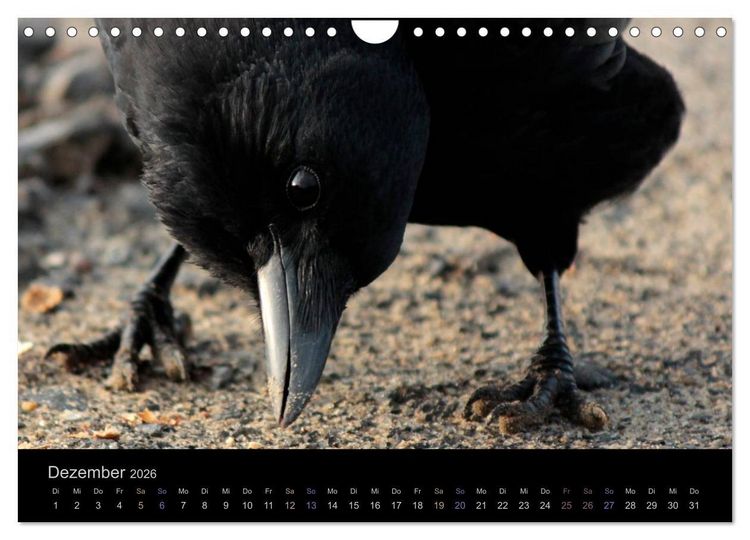 Produktbild: Rabenschwarze Impressionen - meike-ajo-dettlaff.de via wildvogelhlfe.org (Wandkalender 2026 DIN A4 quer), CALVENDO Monatskalender