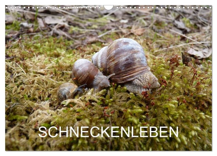 Produktbild: Schneckenleben (Wandkalender 2026 DIN A3 quer), CALVENDO Monatskalender