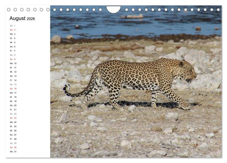 Produktbild: Namibia - Tierische Vielfalt (Planer) (Wandkalender 2026 DIN A4 quer), CALVENDO Monatskalender