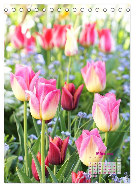 Produktbild: Ein buntes Tulpenjahr (Tischkalender 2026 DIN A5 hoch), CALVENDO Monatskalender