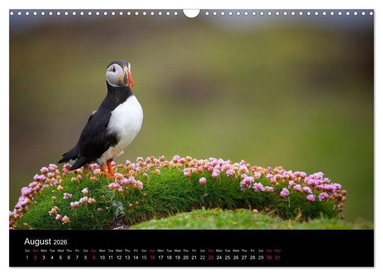Produktbild: ATLANTIC PUFFINS OF SCOTLAND (Wall Calendar 2026 DIN A3 landscape), CALVENDO 12 Month Wall Calendar