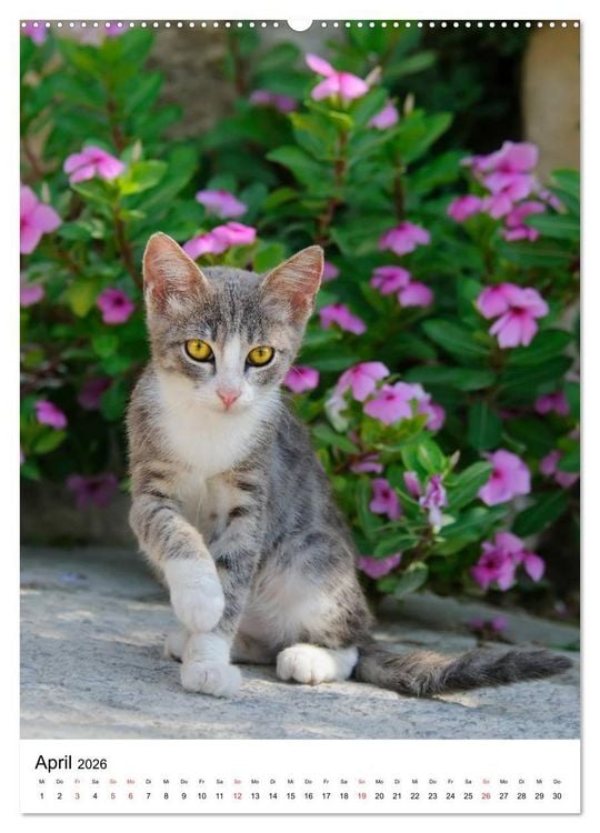 Produktbild: COUNTRY CATS (Wandkalender 2026 DIN A2 hoch), CALVENDO Monatskalender