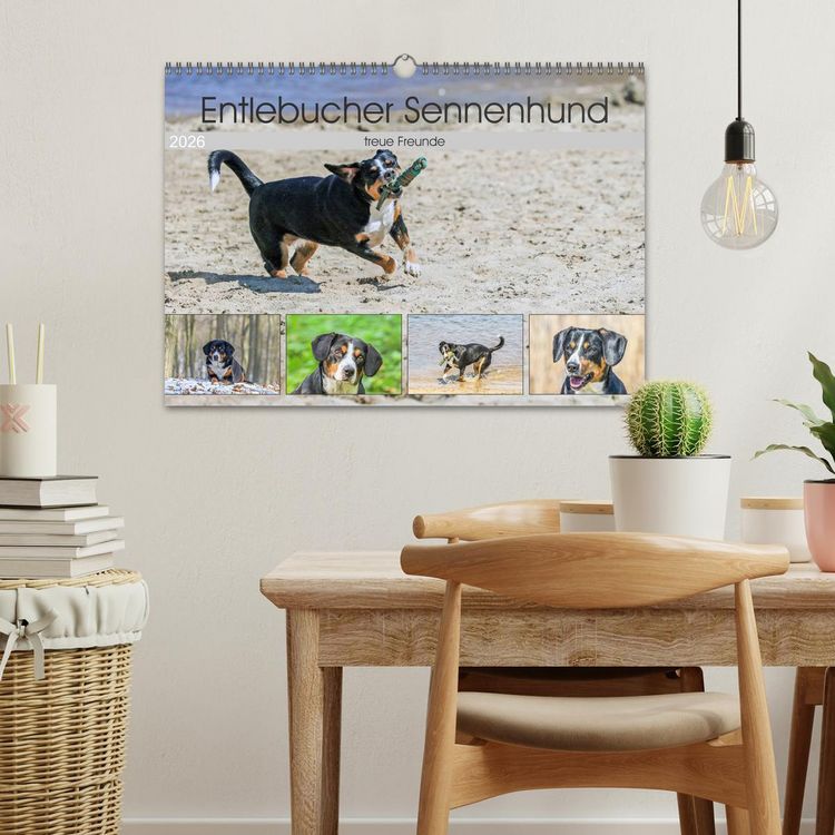 Produktbild: Entlebucher Sennenhund - treue Freunde (Wandkalender 2026 DIN A3 quer), CALVENDO Monatskalender