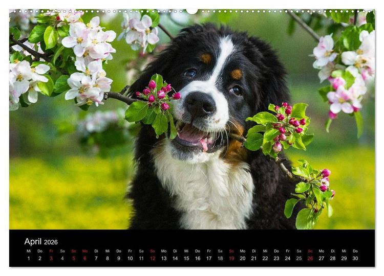 Produktbild: Treuer Freund Berner Sennenhund (Wandkalender 2026 DIN A2 quer), CALVENDO Monatskalender