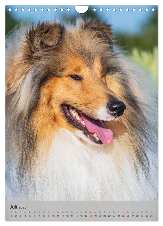 Produktbild: Traumhund Collie - Liebe auf vier Pfoten (Wandkalender 2026 DIN A4 hoch), CALVENDO Monatskalender