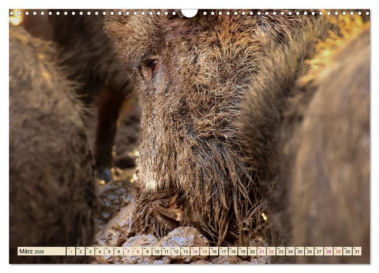 Produktbild: Unverwechselbar - Wildschwein (Wandkalender 2026 DIN A3 quer), CALVENDO Monatskalender