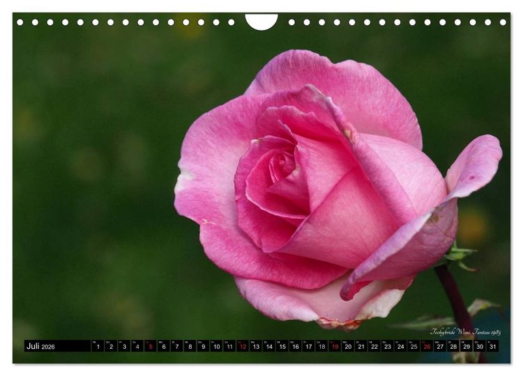 Produktbild: Edle Rosen (Wandkalender 2026 DIN A4 quer), CALVENDO Monatskalender