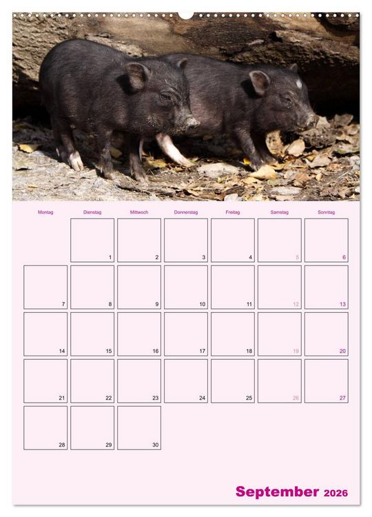 Produktbild: Schweinischer Terminplaner (Wandkalender 2026 DIN A2 hoch), CALVENDO Monatskalender