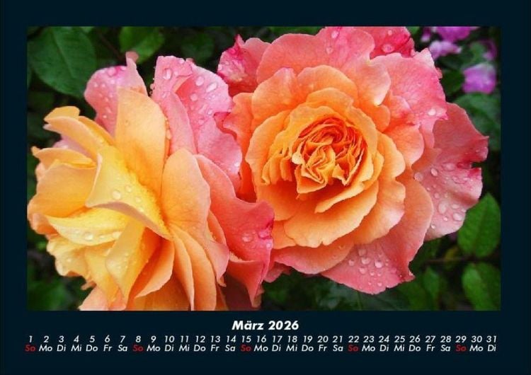 Produktbild: Blumentr&auml;ume 2026 Fotokalender DIN A4