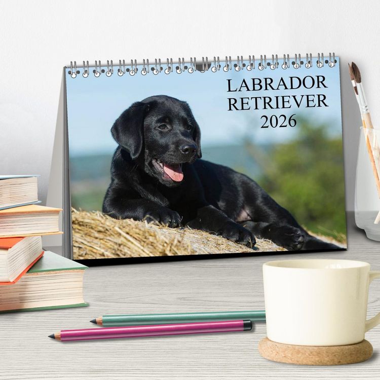 Produktbild: Labrador Retriever 2026 (Tischkalender 2026 DIN A5 quer), CALVENDO Monatskalender