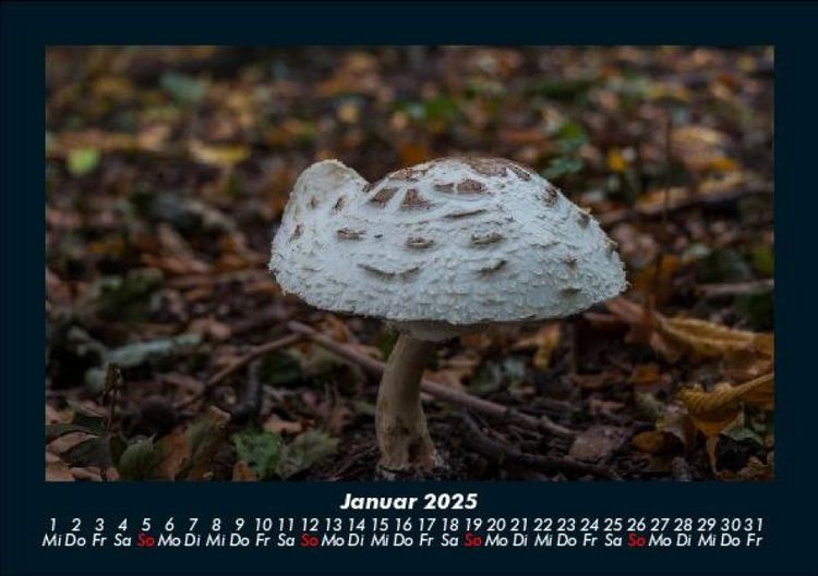 Produktbild: Pilzkalender 2025 Fotokalender DIN A5