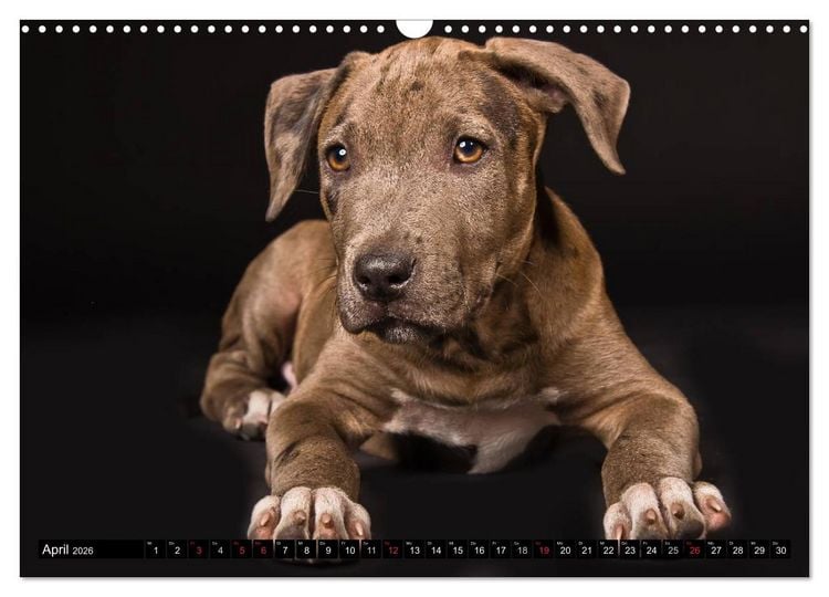 Produktbild: Pit Bull und Co. - Geliebt, gef&uuml;rchtet, missverstanden (Wandkalender 2026 DIN A3 quer), CALVENDO Monatskalender