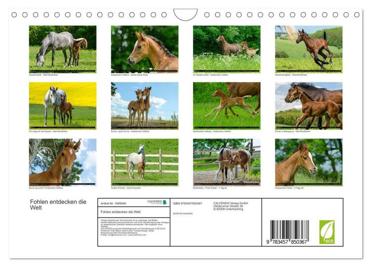 Produktbild: Fohlen entdecken die Welt (Wandkalender 2026 DIN A4 quer), CALVENDO Monatskalender