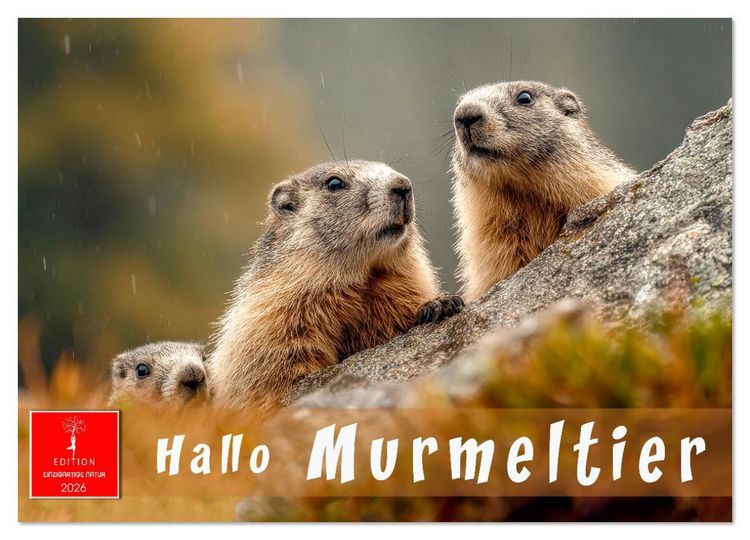 Produktbild: Hallo Murmeltier (Wandkalender 2026 DIN A3 quer), CALVENDO Monatskalender