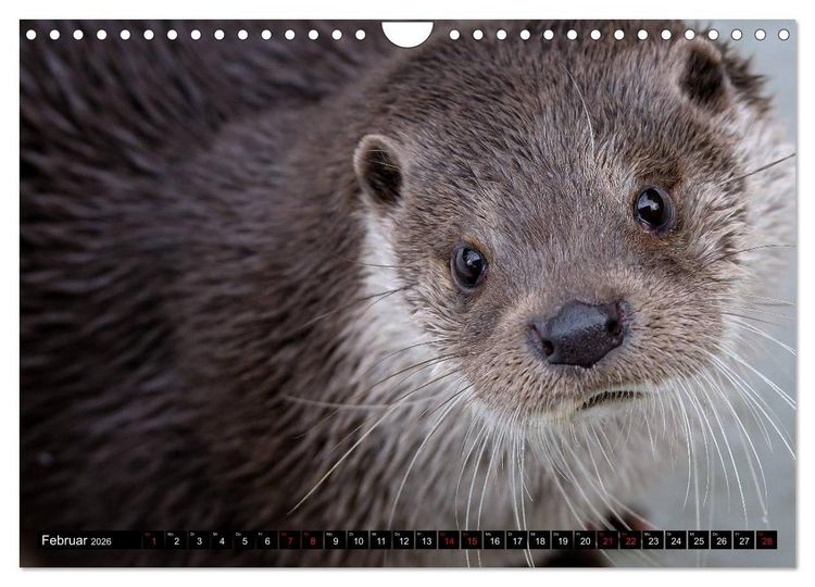 Produktbild: Fischotter, flinke J&auml;ger (Wandkalender 2026 DIN A4 quer), CALVENDO Monatskalender