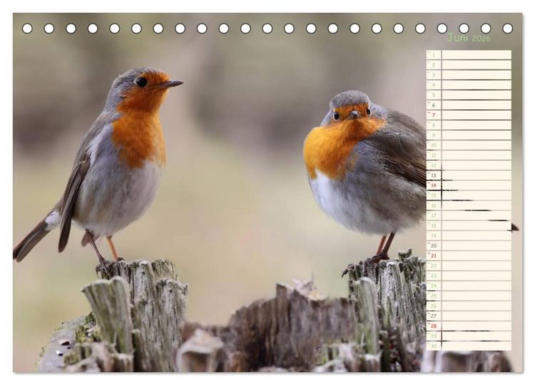 Produktbild: Gefiederte Sch&ouml;nheiten - Das Rotkehlchen / Planer (Tischkalender 2026 DIN A5 quer), CALVENDO Monatskalender