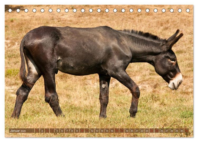 Produktbild: Esel - Sixtus Loreley (Tischkalender 2026 DIN A5 quer), CALVENDO Monatskalender