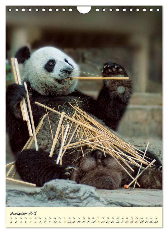 Produktbild: Riesenpanda (Wandkalender 2026 DIN A4 hoch), CALVENDO Monatskalender