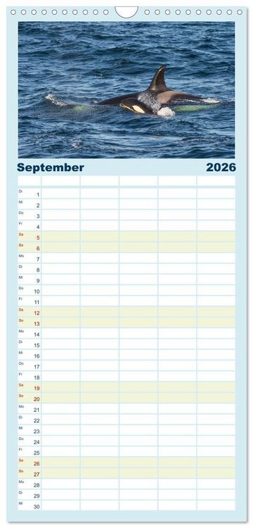 Produktbild: Familienplaner 2026 - Die Wale von Andenes mit 5 Spalten (Wandkalender, 21 x 45 cm) CALVENDO