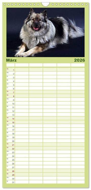Produktbild: Familienplaner 2026 - Der Wolfsspitz mit 5 Spalten (Wandkalender, 21 x 45 cm) CALVENDO