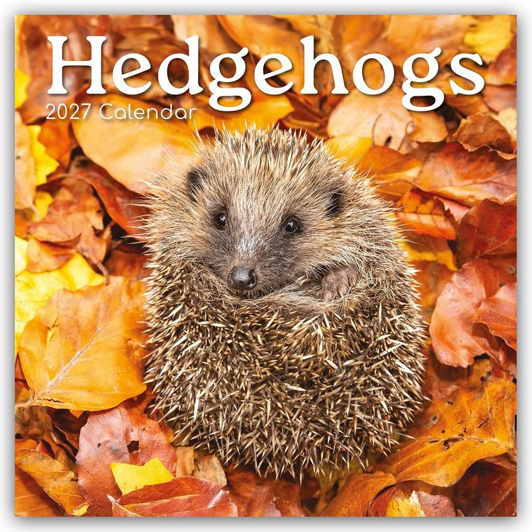 Produktbild: Hedgehogs &ndash; Igel 2027 &ndash; 16-Monatskalender