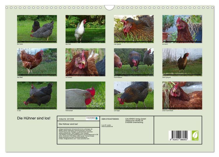 Produktbild: Die H&uuml;hner sind los! (Wandkalender 2026 DIN A3 quer), CALVENDO Monatskalender
