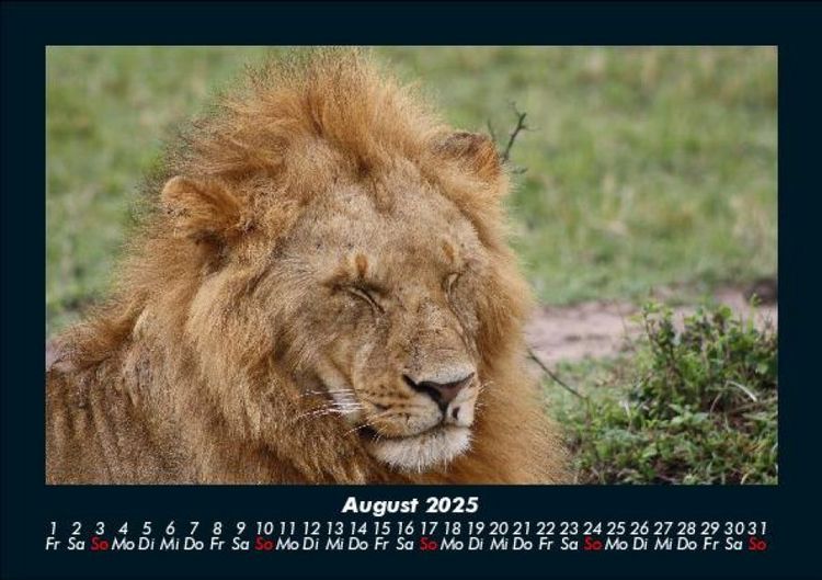 Produktbild: L&ouml;wen in der Wildnis 2025 Fotokalender DIN A5