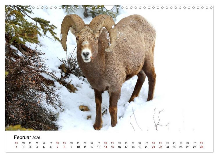 Produktbild: Alaska und West-Kanada (Wandkalender 2026 DIN A3 quer), CALVENDO Monatskalender